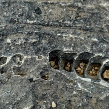 Fossils
